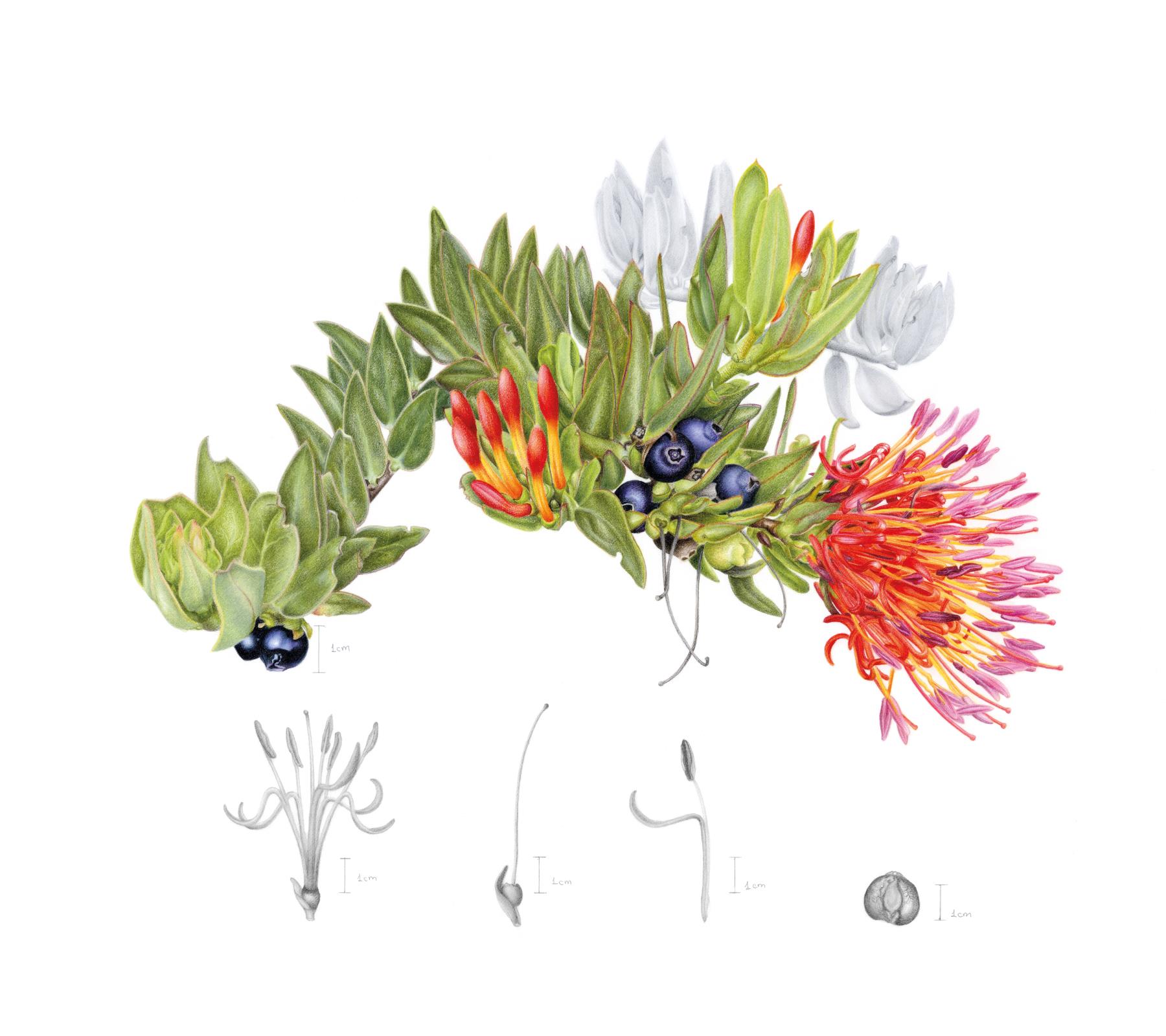 "Little matches" - Tristerix longibracteatus (Desr.) Barlow & Wiens